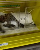 Felino resgatado em Arapongas morre em clínica veterinária
