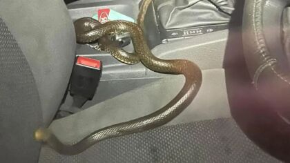 Homem viaja com cobra mortal escondida dentro do carro