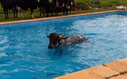 Vaca cai em piscina e é resgatada pelos bombeiros; assista