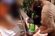 Vídeo: Influencer é denunciada por oferecer cerveja a macaco