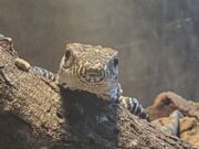 Vídeo: Zoo registra o nascimento de dragões de Komodo raros