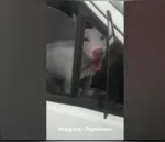Cachorro faz manobra em veículo e quase causa acidente no PR