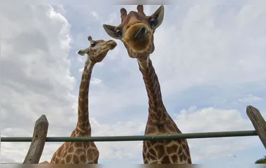 PF recolhe 15 girafas em resort e prende duas pessoas