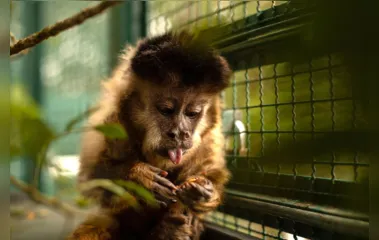Morre macaco que incentivou movimentos pró-fauna no Paraná