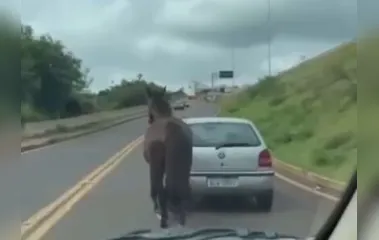 PC investiga motorista que puxou cavalo amarrado ao carro