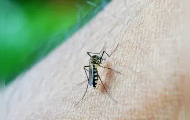 Pesquisa aponta risco de infestação de dengue em Londrina