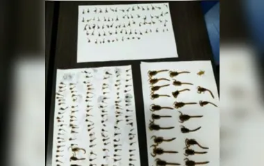 Mais de 200 escorpiões são encontrados em casa no Paraná