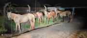 Cavalos furtados são recuperados em Apucarana