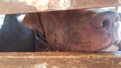 Seis cães que estavam presos nas gaiolas foram resgatados