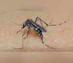 aedes aegypti popularmente conhecido como mosquito da Dengue