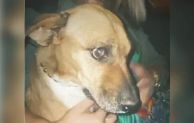 Homem é preso suspeito de zoofilia e maus tratos contra cachorro