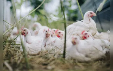 Quase 30 galinhas são 'presas' por perturbação de sossego