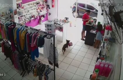 Vídeo: câmera flagra cachorro 'furtando' ursinho de pelúcia em loja