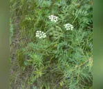 Cicuta venenosa - uma planta parecida com uma erva daninha