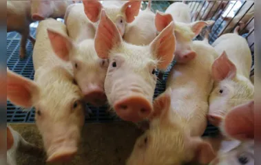 Produção de carne suína cresce 9% no primeiro trimestre no Paraná