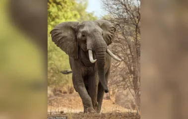 Elefante mata idosa na Índia e volta ao funeral dela para pisoteá-la