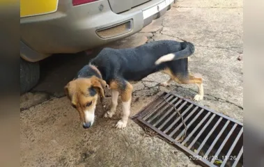 Homem é preso por agredir cachorra em via pública no Vale do Ivaí