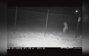 Mistério: câmera flagra movimentação de criatura estranha em zoológico