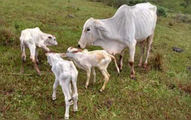 Gestação Rara: Vaca dá à luz a trigêmeos em Jardim Alegre
