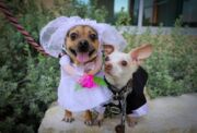 Chihuahuas abandonados pelas famílias se 'casam' nos EUA