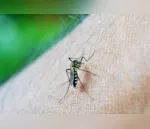 Dengue é transmitida pelo mosquito Aedes aegypti: cinco mortes no total na região