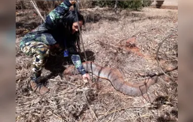 Cobra de 70 kg e mais de três metros é capturada em Goiás; assista