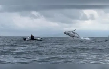 Baleia jubarte é flagrada saltando no mar de Paraty; veja o vídeo