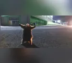 Após o registro, o estudante ajudou o tamanduá a sair da rua e foi embora