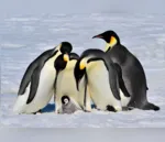 O pinguim-imperador (Pinguinus impennis) assume o trabalho de cuidar dos ovos de seus filhotes