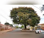 Árvore foi adotada pelos moradores do Jardim São Pedro, em Faxinal
