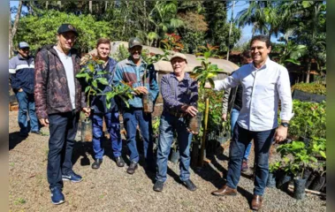 Programa Terra Forte distribui 2,1 mil mudas de abacate, em Apucarana