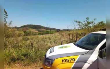 PM resgata novilha furtada, amarrada dentro de carro no Vale do Ivaí