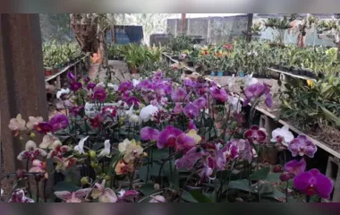 Exposição de Orquídeas no próximo final de semana em Jardim Alegre