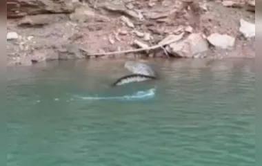 A cobra foi avistada no Lago Corumbá, em Caldas Novas