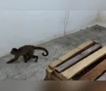 Macaco-prego viralizou após ser visto lavando louça e afiando faca
