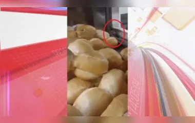 No vídeo é possível ver que o roedor está dentro da estuda de pão, comendo os alimentos