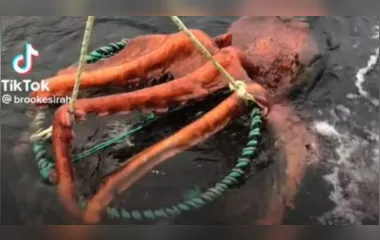 Vídeo: Polvo gigante se agarra em armadilha e assusta pescadores