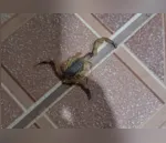 Moradora do Jardim Figueira encontrou um escorpião dentro de sua casa