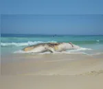 Rio de Janeiro - Corpo de baleia morta encalha na Praia do Arpoador, em Ipanema, na zona sul do Rio