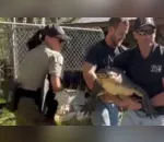 Agentes do Departamento de Parques e Vida Selvagem da região ficaram cientes da situação e resgataram o animal