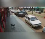 Cachorro foi flagrado 'furtando' a sacola com sapatos