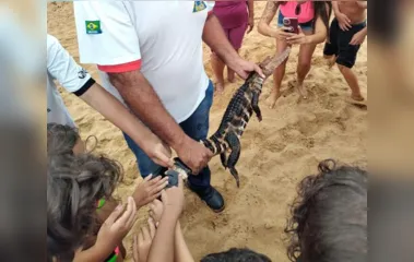 Jacaré é encontrado por banhistas em praia às margens do Rio Paraná