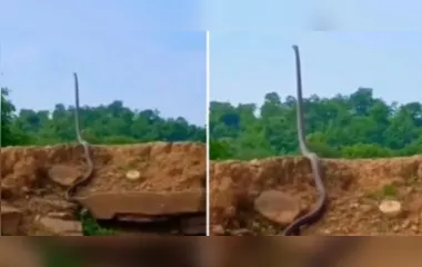 No registro, uma cobra-real, a serpente venenosa mais comprida do mundo, aparece no topo de uma encosta "em pé"