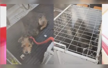 O Centro Municipal de Saúde Animal (Cemsa) foi acionado e realizou o resgate dos dois cachorrinhos