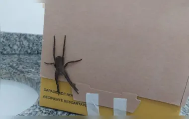 Uma das aranhas mais perigosas do mundo é encontrada em Apucarana
