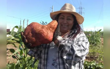 Paranaense colhe batata-doce gigante em horta comunitária; veja
