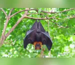Morcego invadiu cabana e atacou idoso