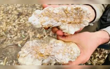 A rocha foi encontrada em uma região famosa por ter ouro