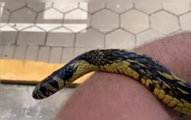 Cobra caninana foi resgatada na região de Aricanduva