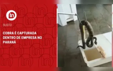 Cobra é capturada dentro de empresa no Paraná